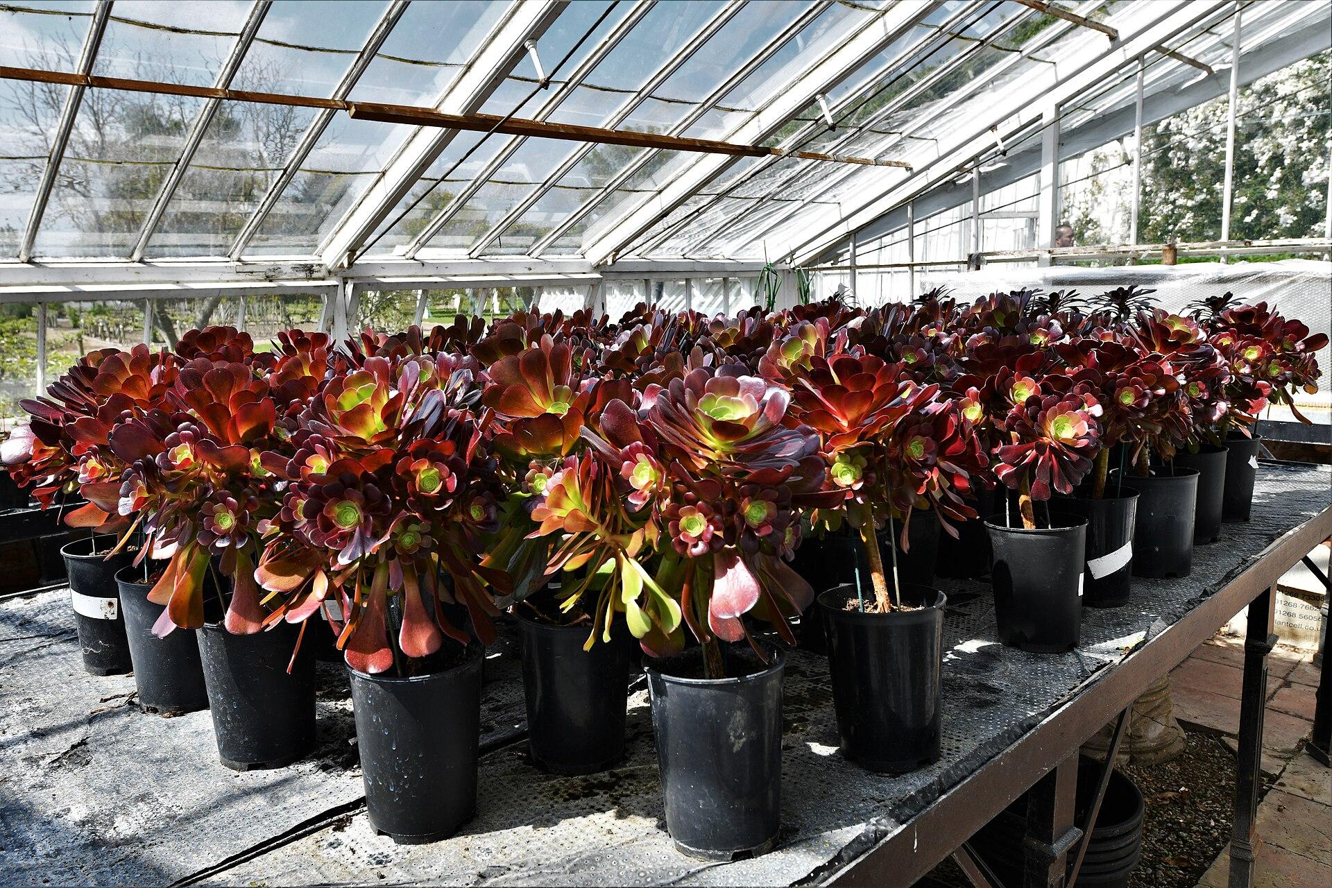 Inside a Victorian greenhouse with potted plants and climbing vines